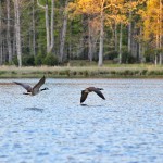 geese and ashby